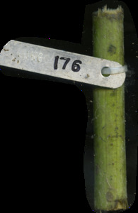 primarybranch
