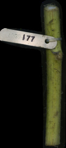 primarybranch