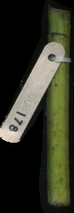 primarybranch