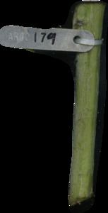 primarybranch