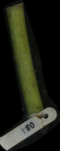 primarybranch