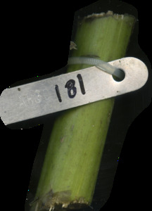primarybranch