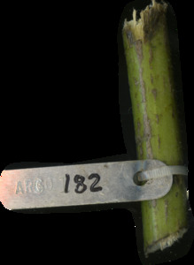 primarybranch