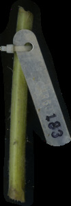 primarybranch