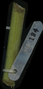primarybranch