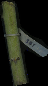 primarybranch