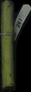 primarybranch