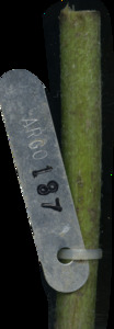 primarybranch