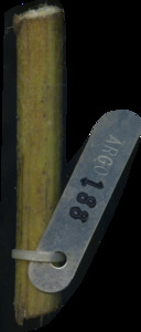 primarybranch