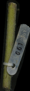 primarybranch