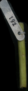 primarybranch