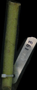 primarybranch