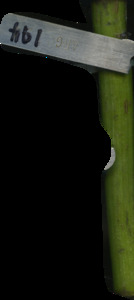 primarybranch