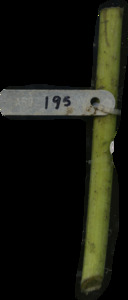 primarybranch
