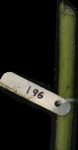 primarybranch