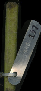 primarybranch