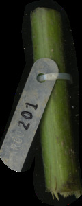 primarybranch