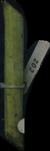 primarybranch