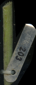 primarybranch