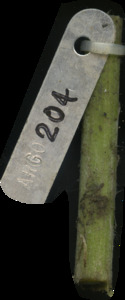 primarybranch