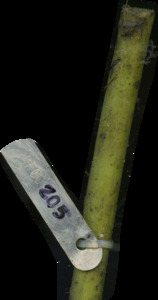 primarybranch