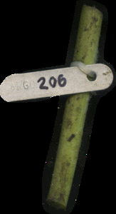 primarybranch