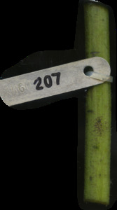 primarybranch