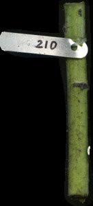 primarybranch