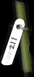 primarybranch