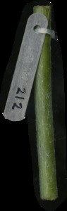 primarybranch