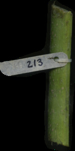 primarybranch