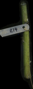 primarybranch