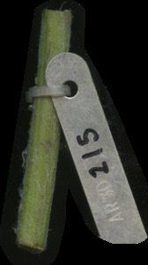 primarybranch