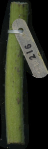 primarybranch