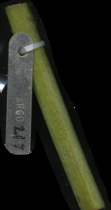 primarybranch