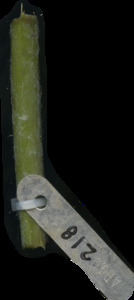 primarybranch