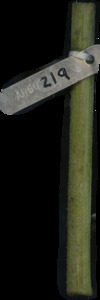 primarybranch