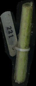 primarybranch