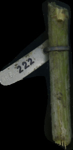 primarybranch
