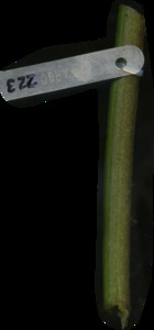 primarybranch