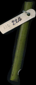 primarybranch