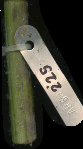 primarybranch