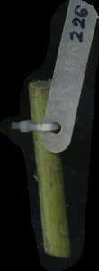 primarybranch