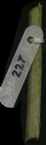 primarybranch