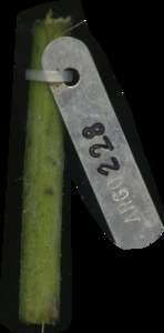 primarybranch