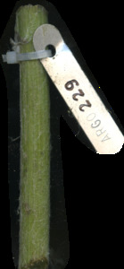 primarybranch