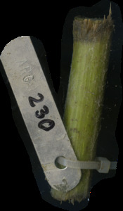 primarybranch