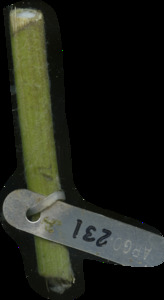 primarybranch