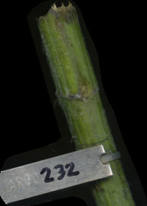 primarybranch