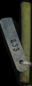 primarybranch